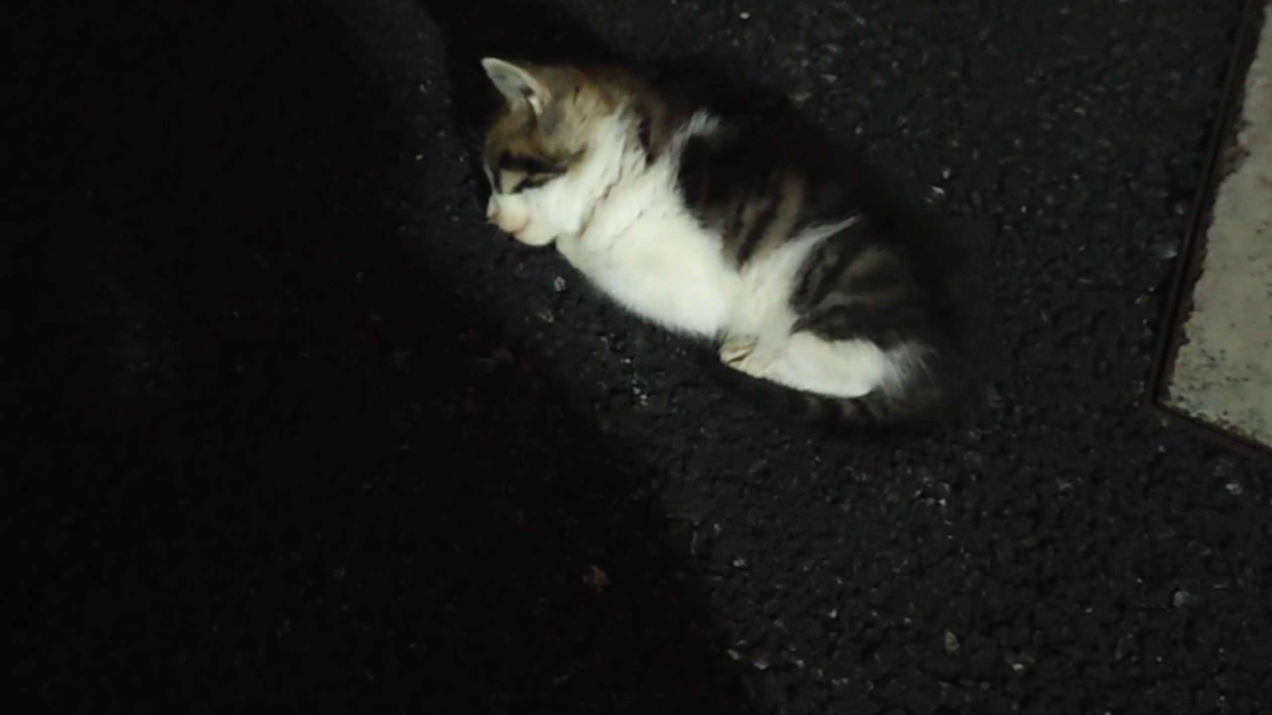 “巴威”台风到来前捡到一只叫巴威的小猫