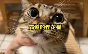 Download Video: 为什么别的猫都打不过狸花猫？因为它骂得脏下手狠