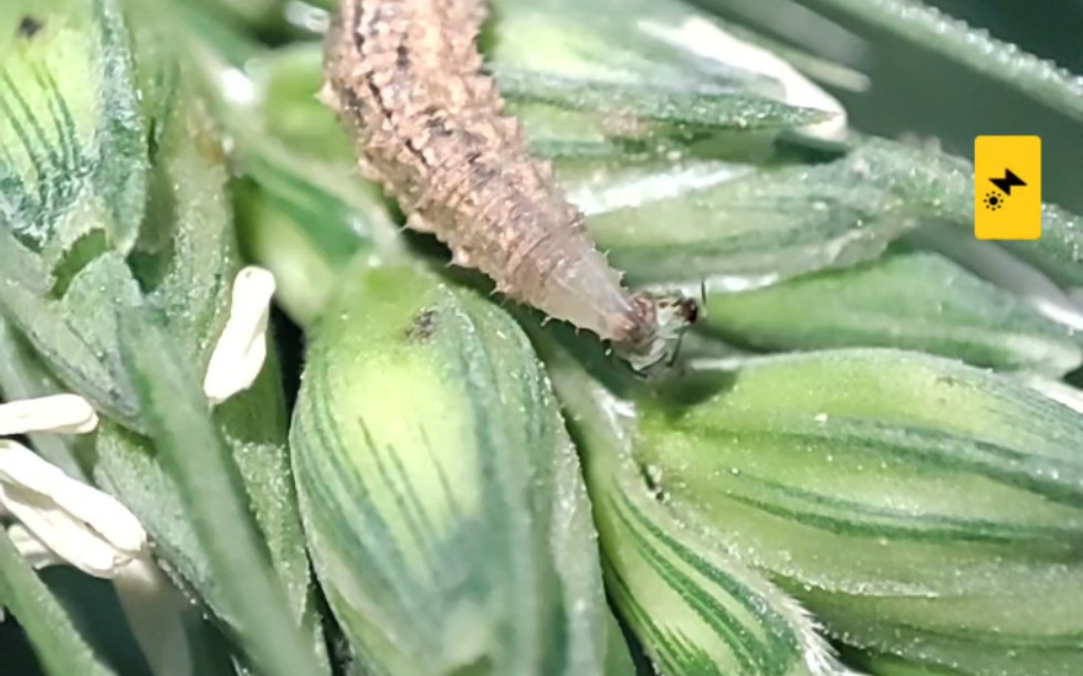 食蚜蝇吃小麦蚜虫