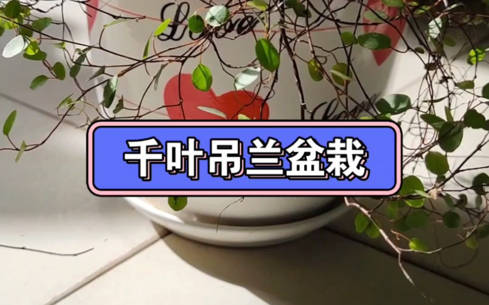 千叶吊兰盆栽哔哩哔哩bilibili