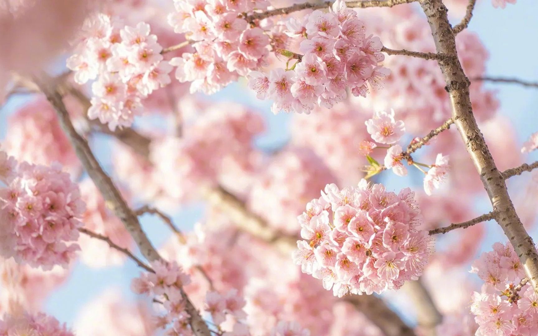 打卡春日群"樱"会:各地樱花美景大盘点!