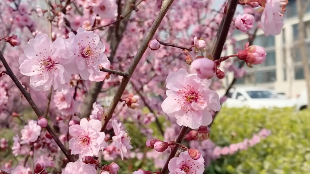 观花植物榆叶梅哔哩哔哩bilibili