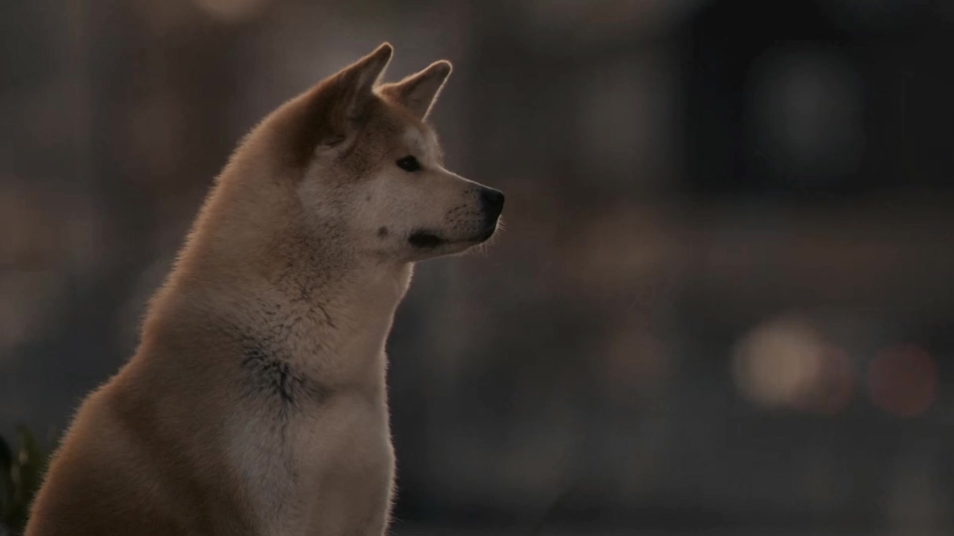 催泪悲情混剪忠犬八公感人至深的故事看完泪目