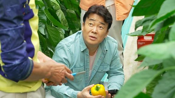 白钟元综艺大叔参观彩椒大棚农民诉苦不挣钱种子钱都比成品贵