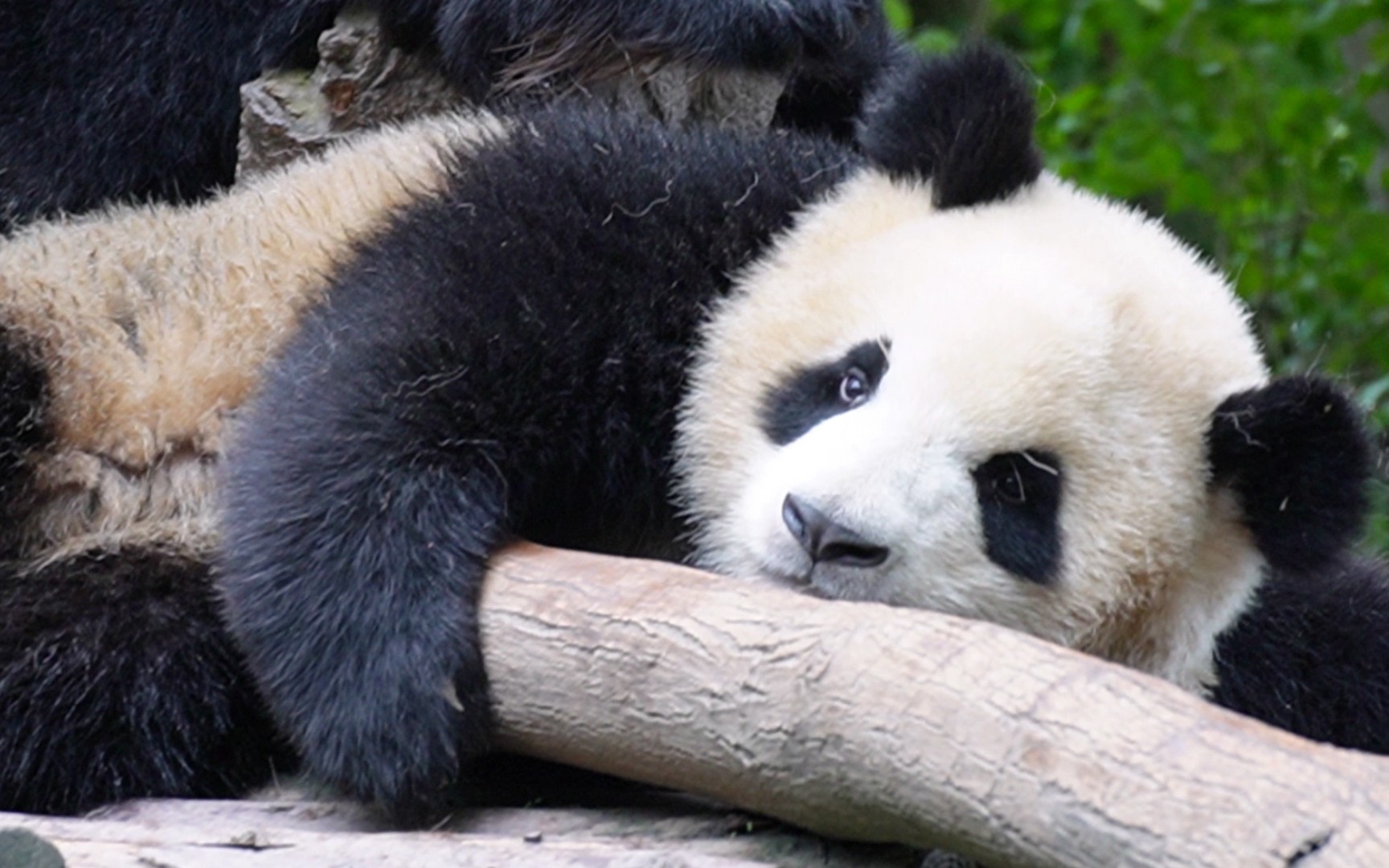 大熊猫毛毛春生睡醒了的小家伙一直要去拉姨婆的手