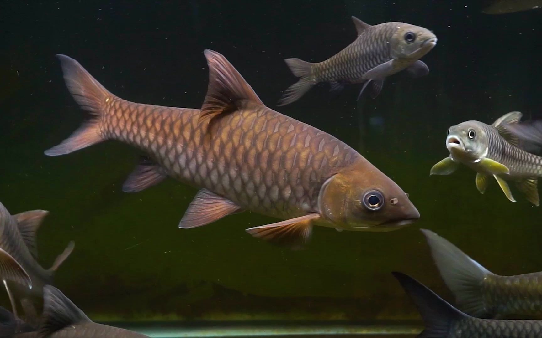 吉罗鱼原生缸20201029