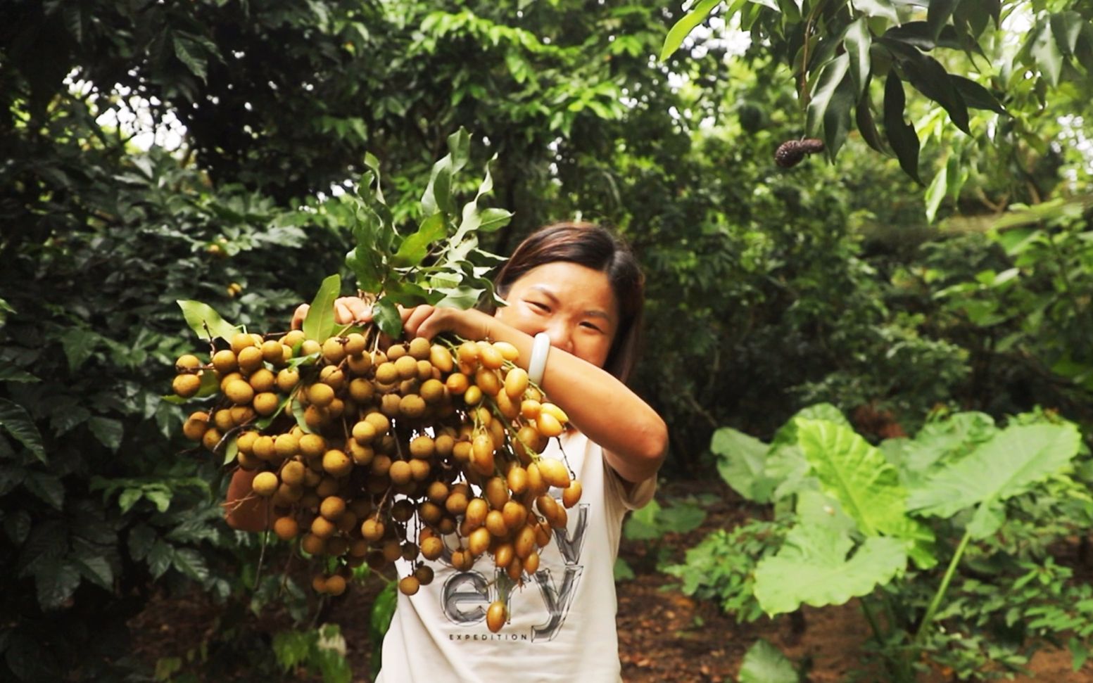 渔民休渔期不出海,跑到朋友的果园摘龙眼,吃饱还摘好几斤带回家