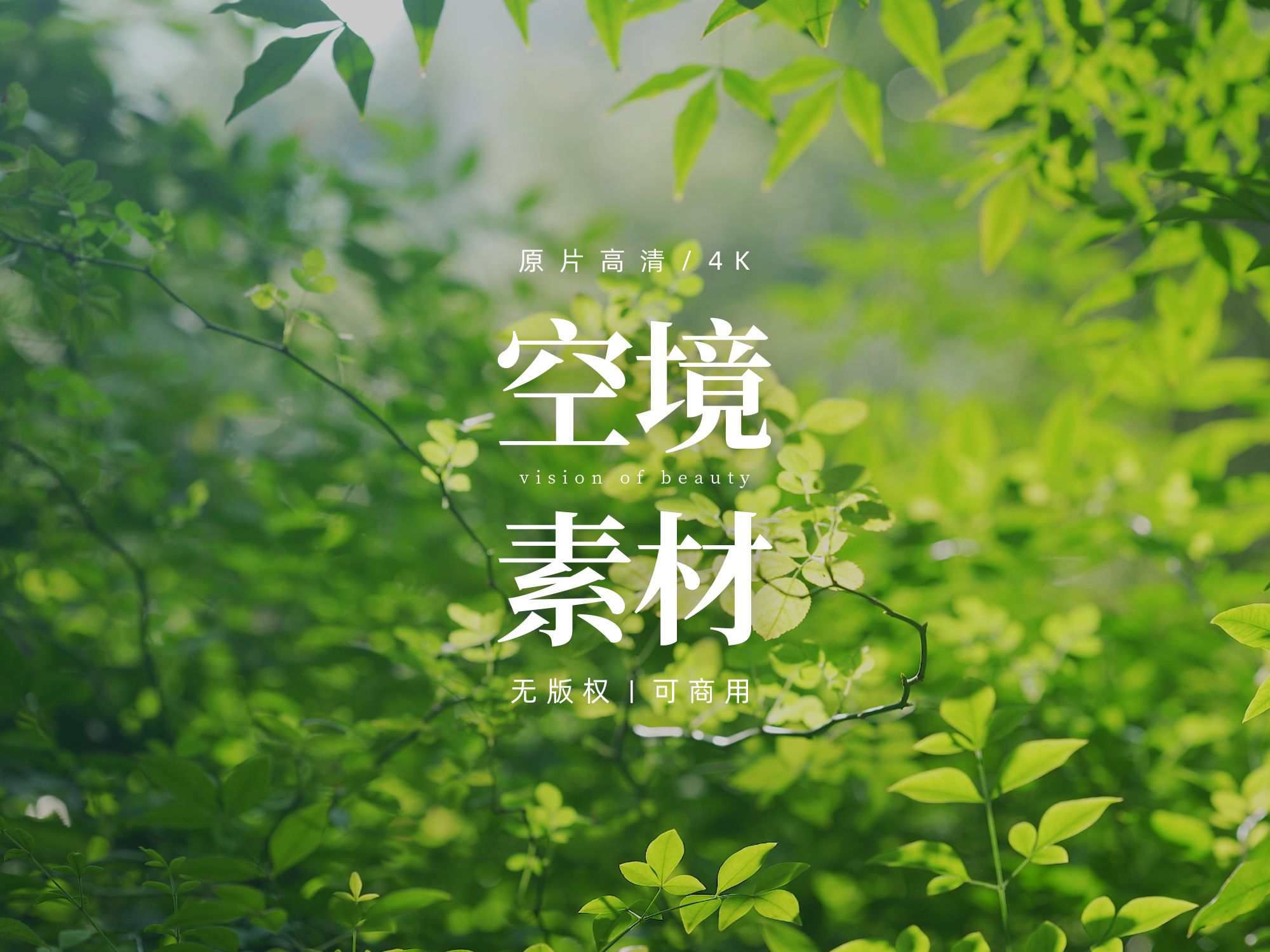 【免版权空镜】植物树叶绿植阳光视频素材哔哩哔哩bilibili