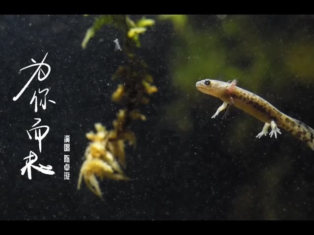 为你而来歌曲(为你而来歌曲歌词)