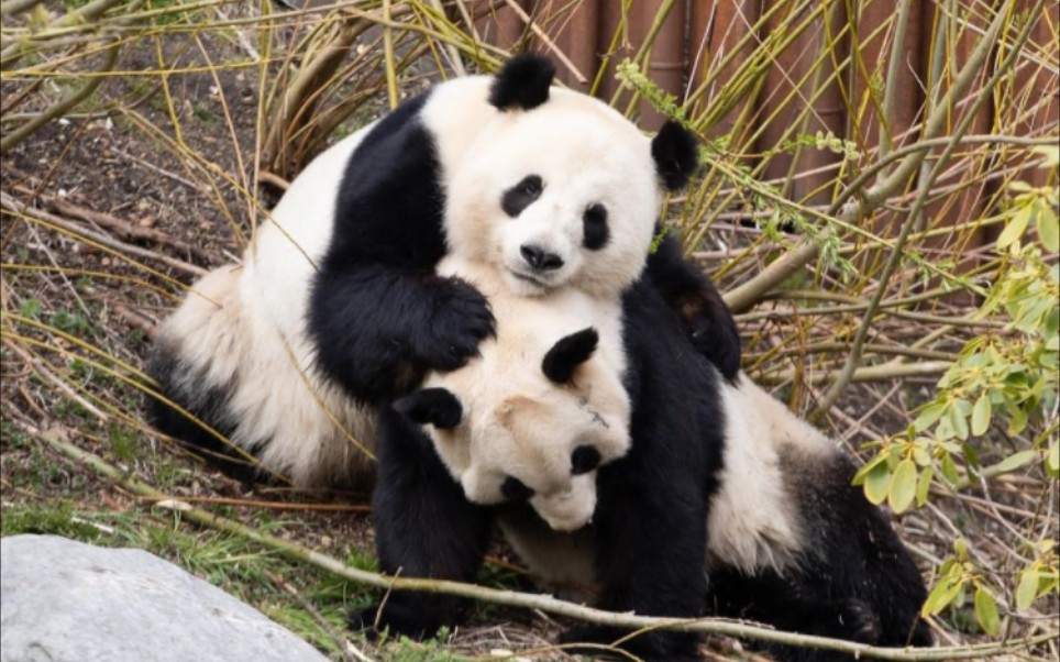 【哥本哈根动物园】大熊猫毛笋星二
