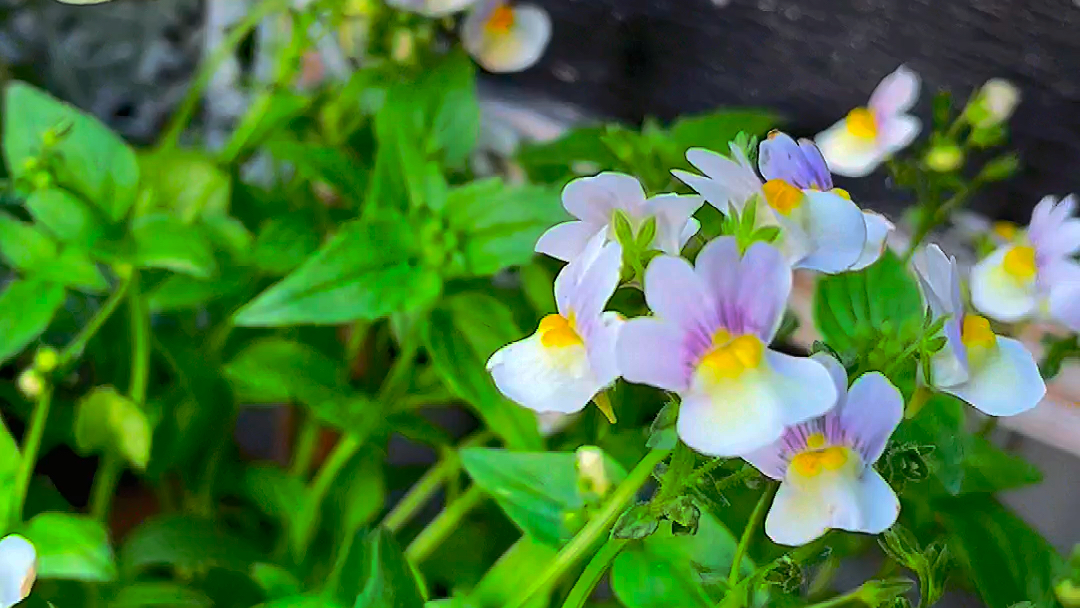 【龙面花—粉色柠檬水】龙面花的每个品种都值得单独出一期视频,因为太好看了,每个品种的配色都非常具有美感.不愧是新晋草花之王!哔哩哔哩bilibili