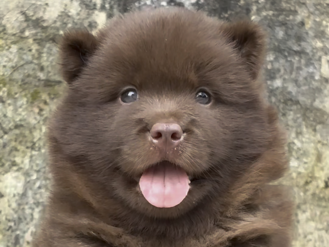 狗中真神,文能逗你开心,武能看家护院,中华田园犬