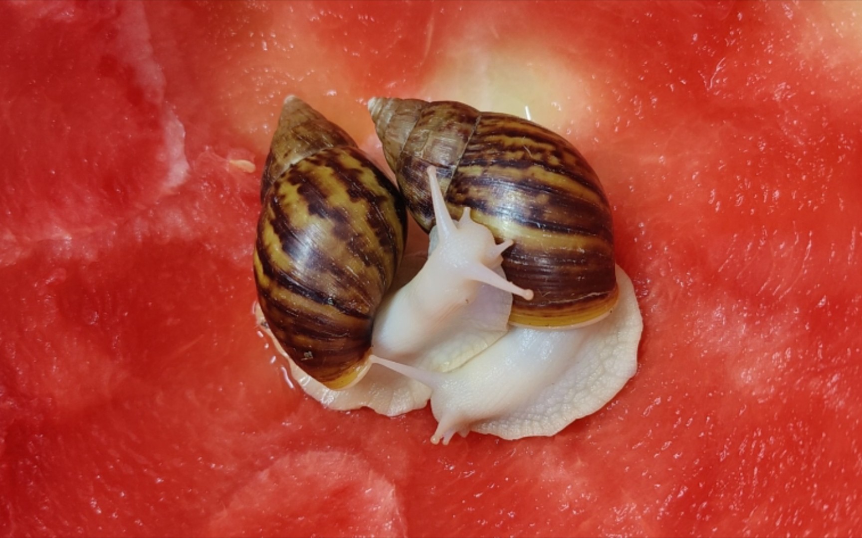 给蜗牛实现西瓜自由