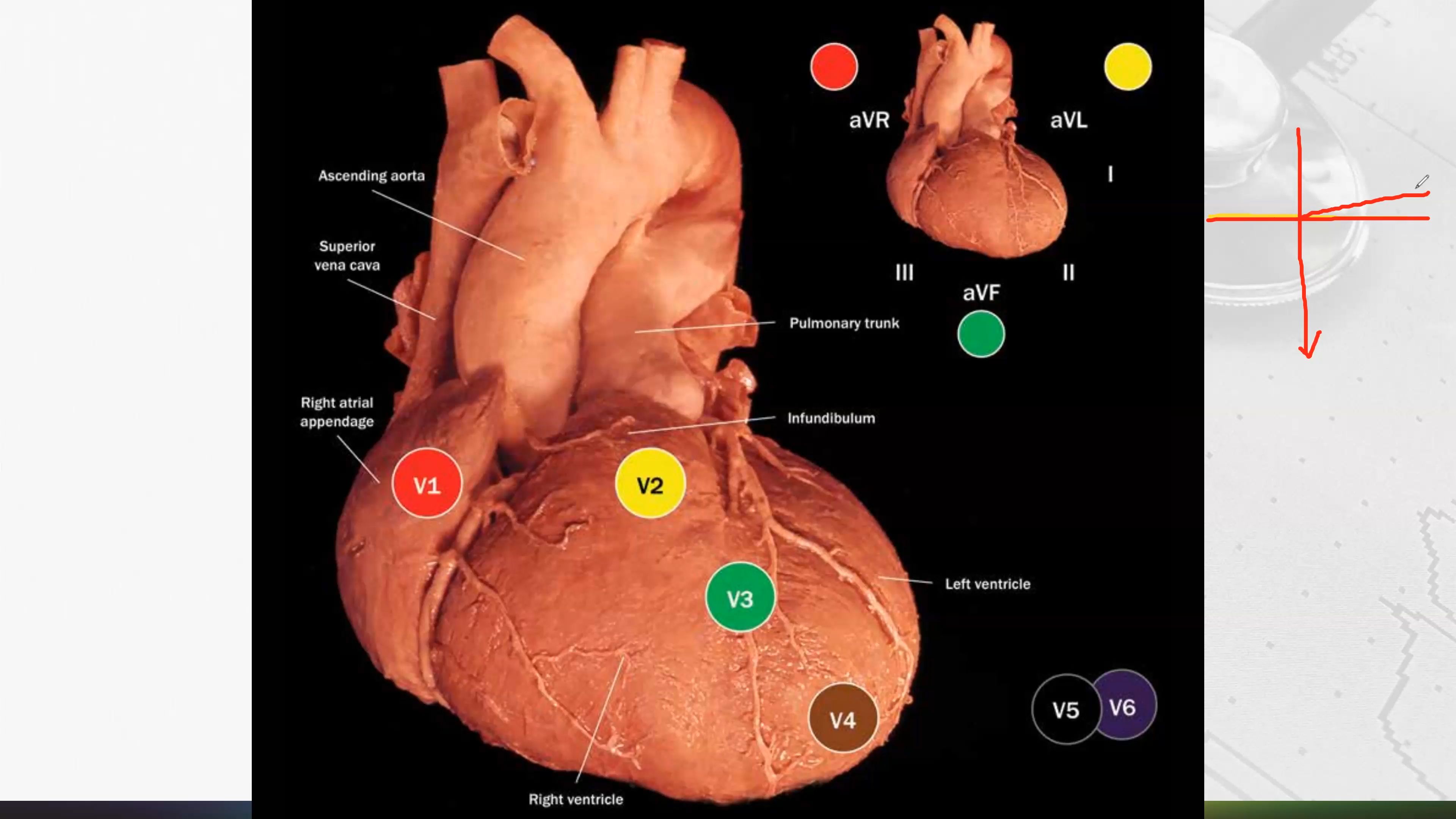 4 电生理视角打开《心脏解剖图册4解剖与ECG》哔哩哔哩bilibili