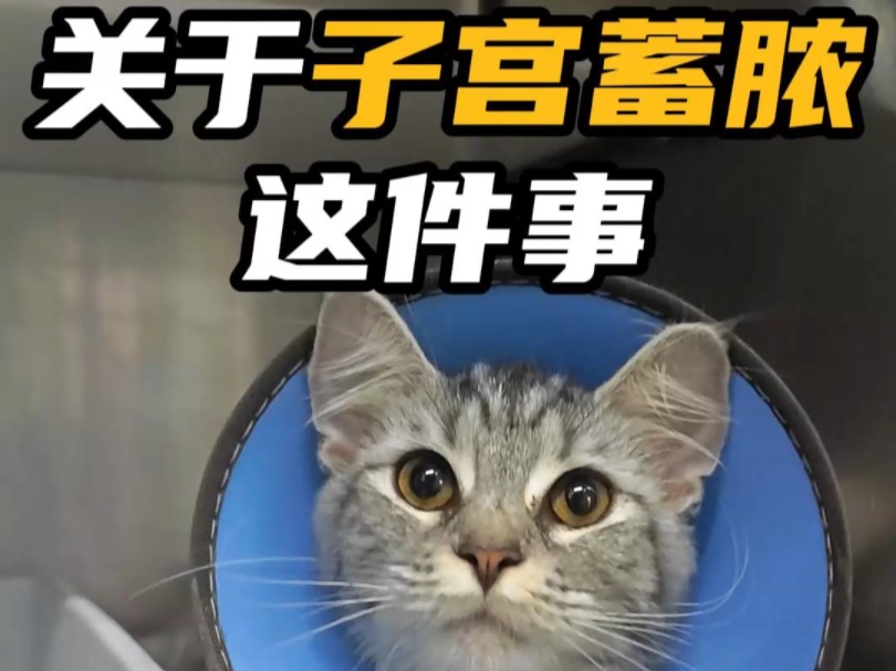 你对犬猫子宫蓄脓了解多少?哔哩哔哩bilibili