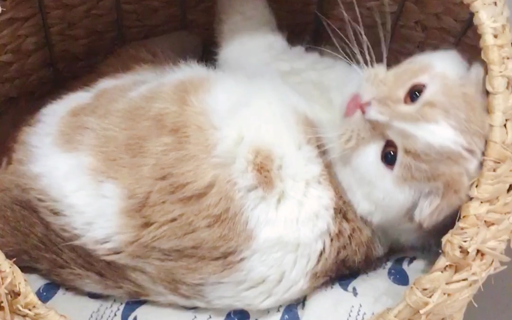 【丢丢】小猫咪睡姿感人