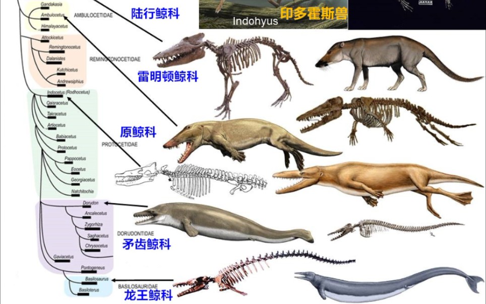 动物轻吐槽(15)_哔哩哔哩_bilibili
