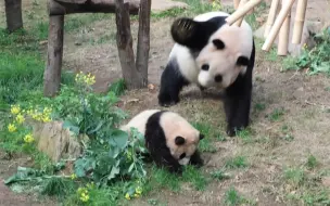 下载视频: 福宝破坏爷爷种的油菜花，被妈妈一顿胖揍！