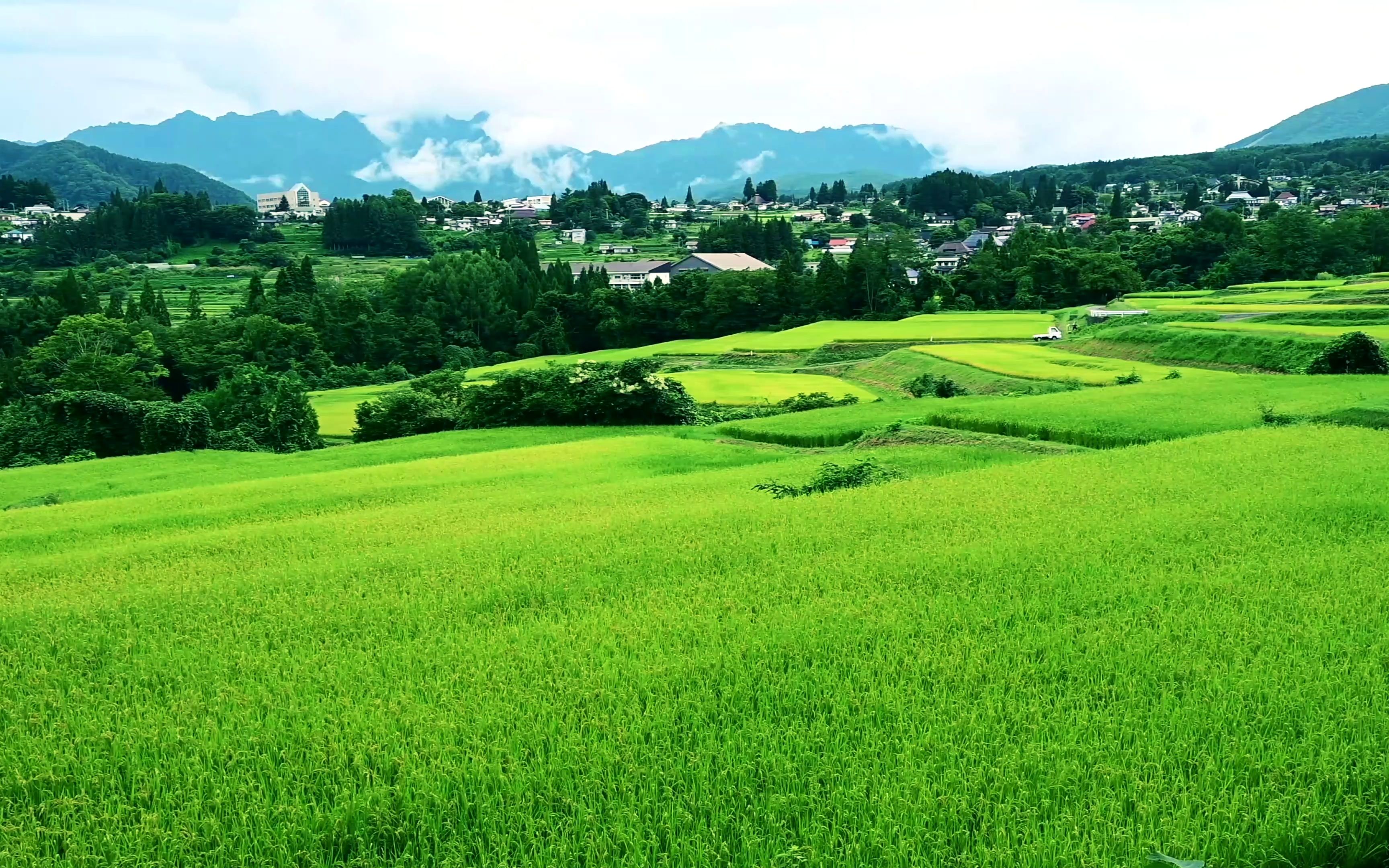 [图]4K 荞麦花盛开