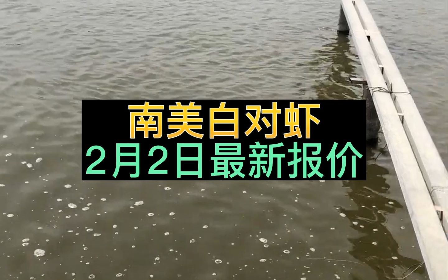 春节刚过,虾价全线下跌!元宵能够涨价成谜!2月2日南美白对虾最新报价!哔哩哔哩bilibili