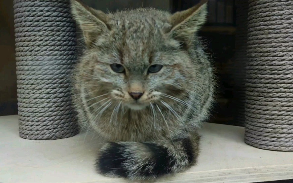 可爱的荒漠猫幼崽