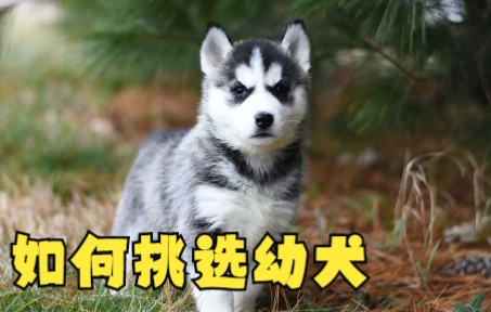 [图]【在线云养狗】教你如何挑选幼犬