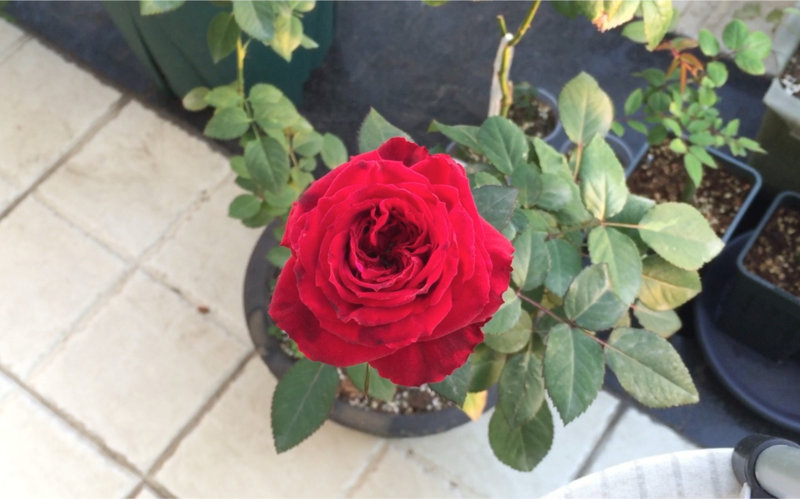 蒙特卡洛月季 美丽的天鹅绒质感 新手体验会很好的品种