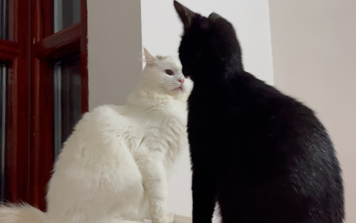 你们不要打架啦|round 1