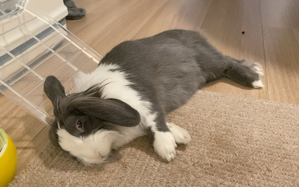 兔子:风浪越大,我越肥