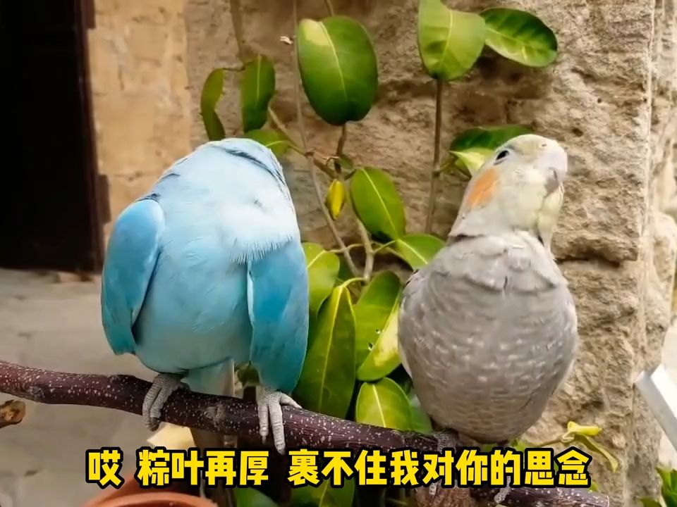 鹦鹉配音图片