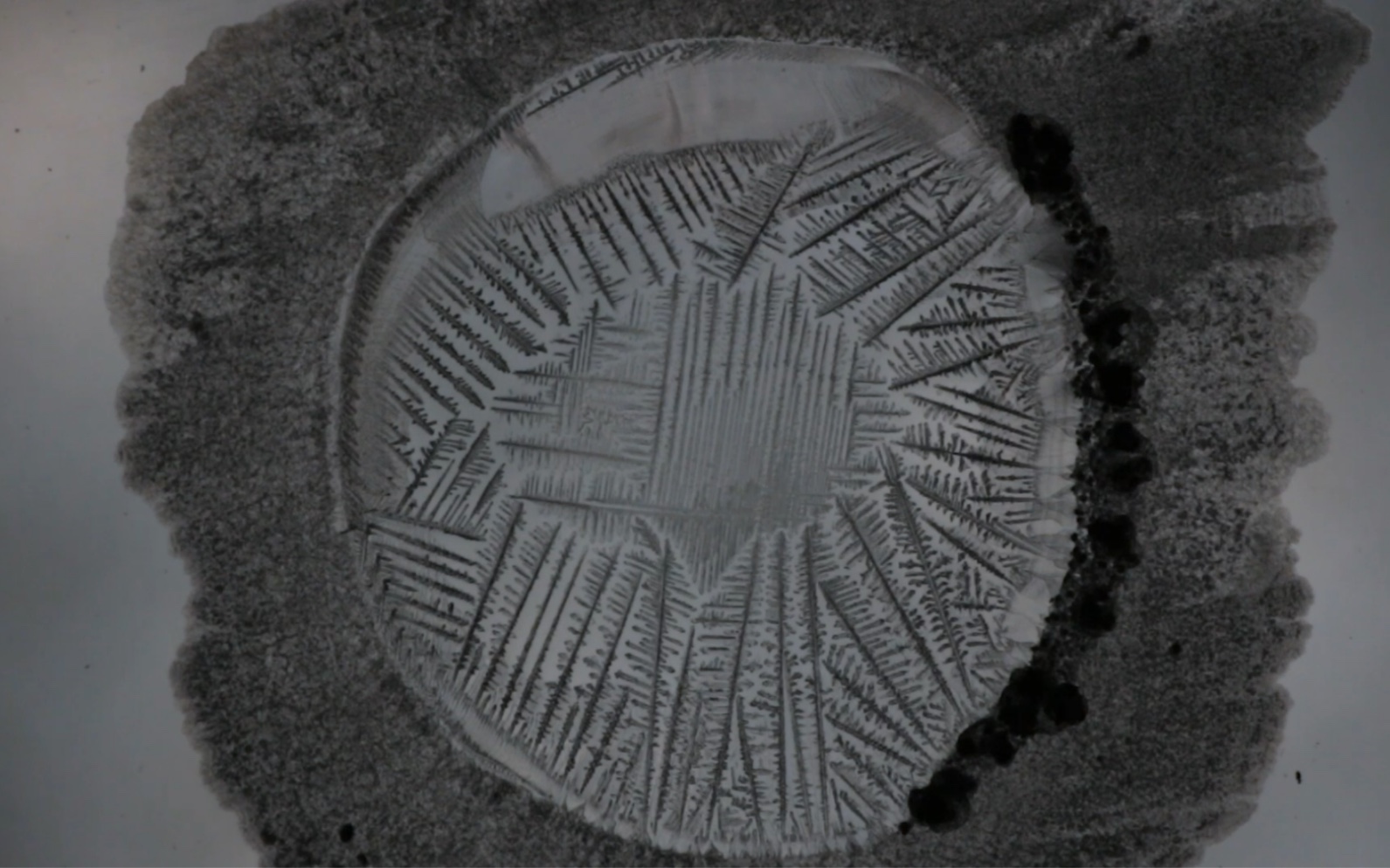 桔梗菊糖结晶显微图图片