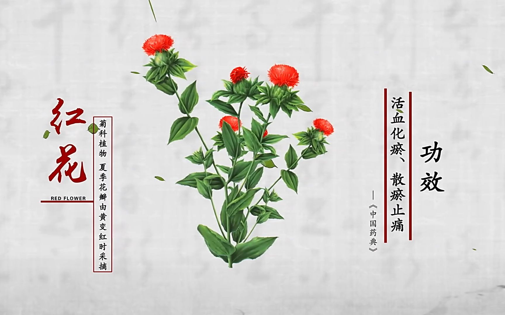 《本草中国》 红花
