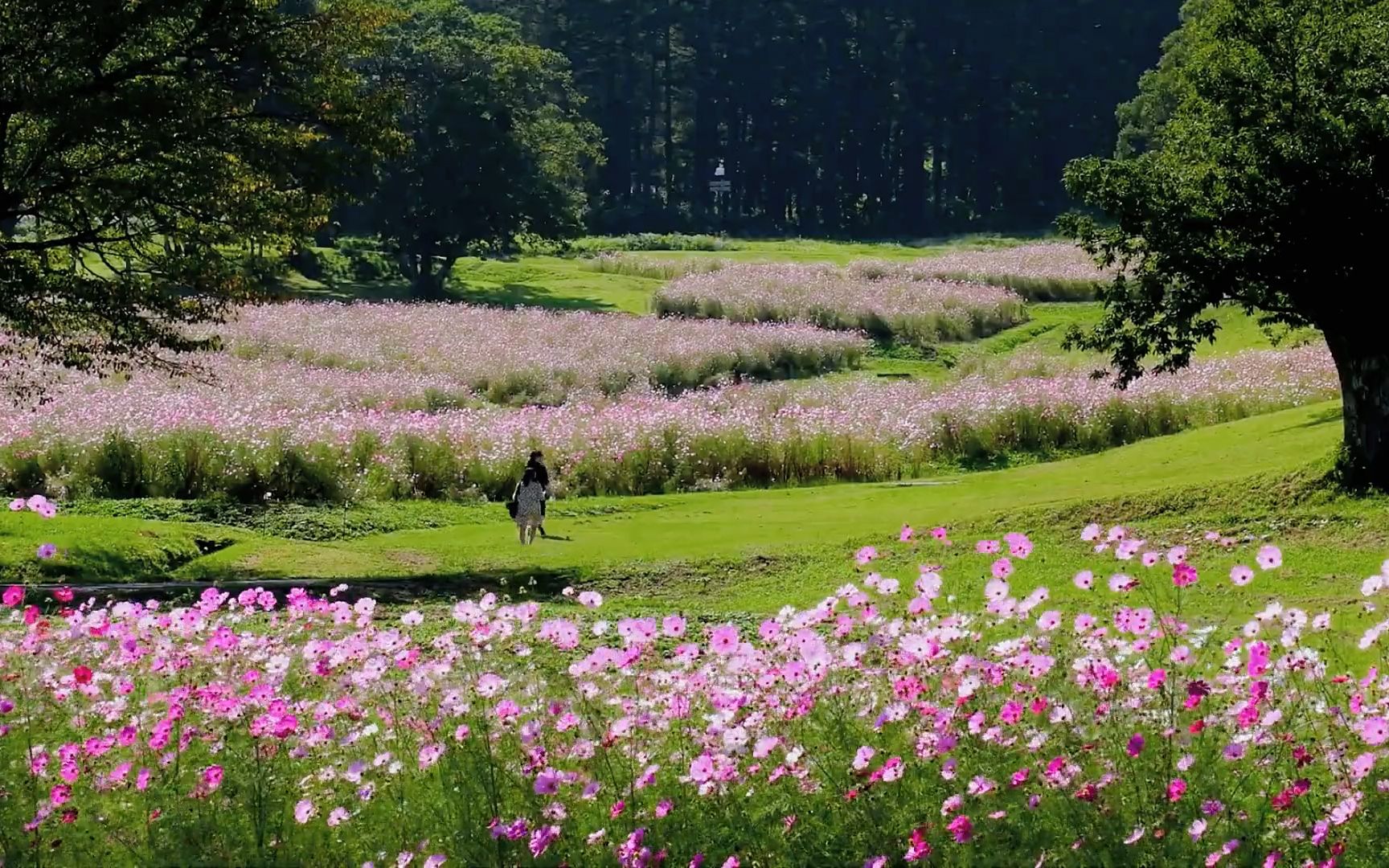 [图]【春意浓】 仿佛听见了花在风中呢喃低语