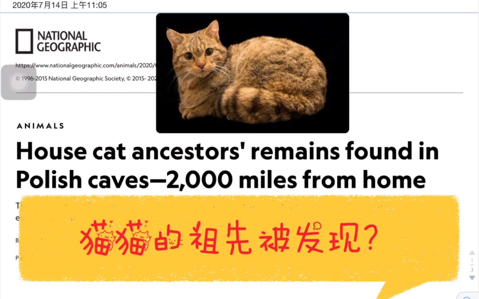 141期 英语报刊精读 猫猫的祖先 距今7000年前的野猫被发现 位于东欧波兰的一处洞穴 国家地理杂志 national geography哔哩哔哩bilibili