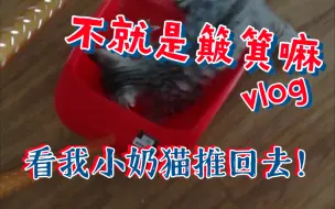 Download Video: 【猫咪】全力阻止铲屎官扫地的小奶猫