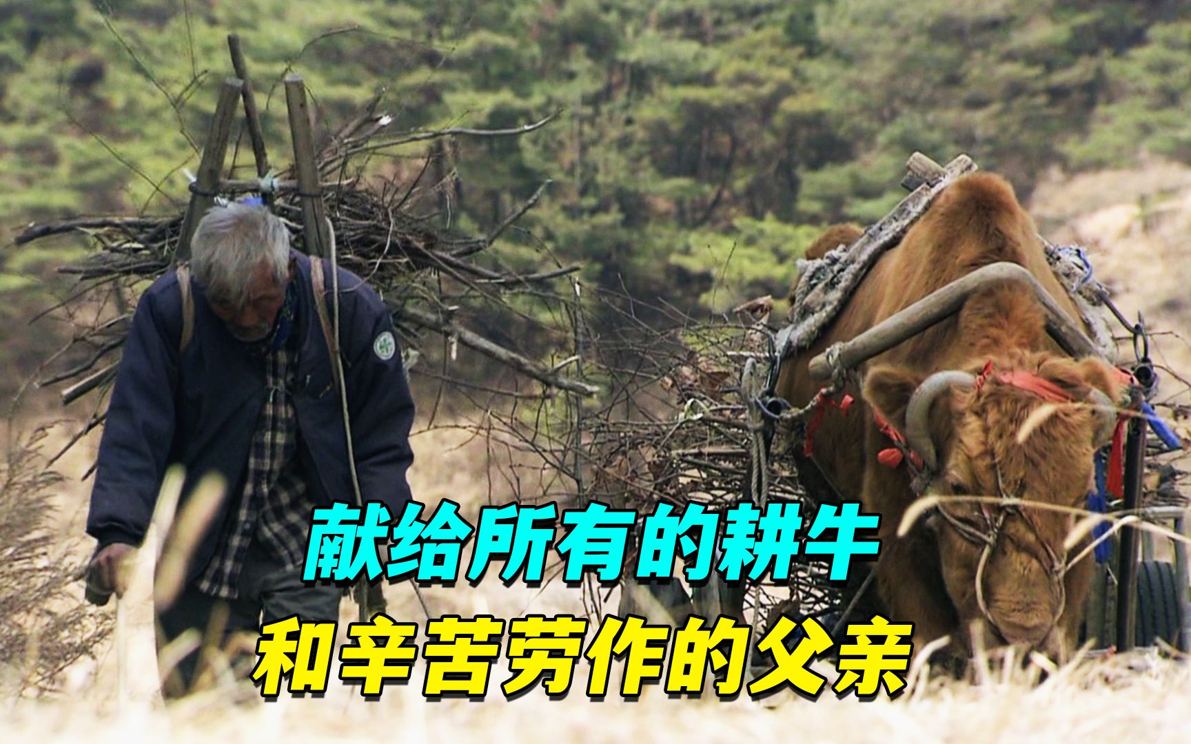 献给一生艰苦劳作的耕牛和父亲,纪录片《牛铃之声》