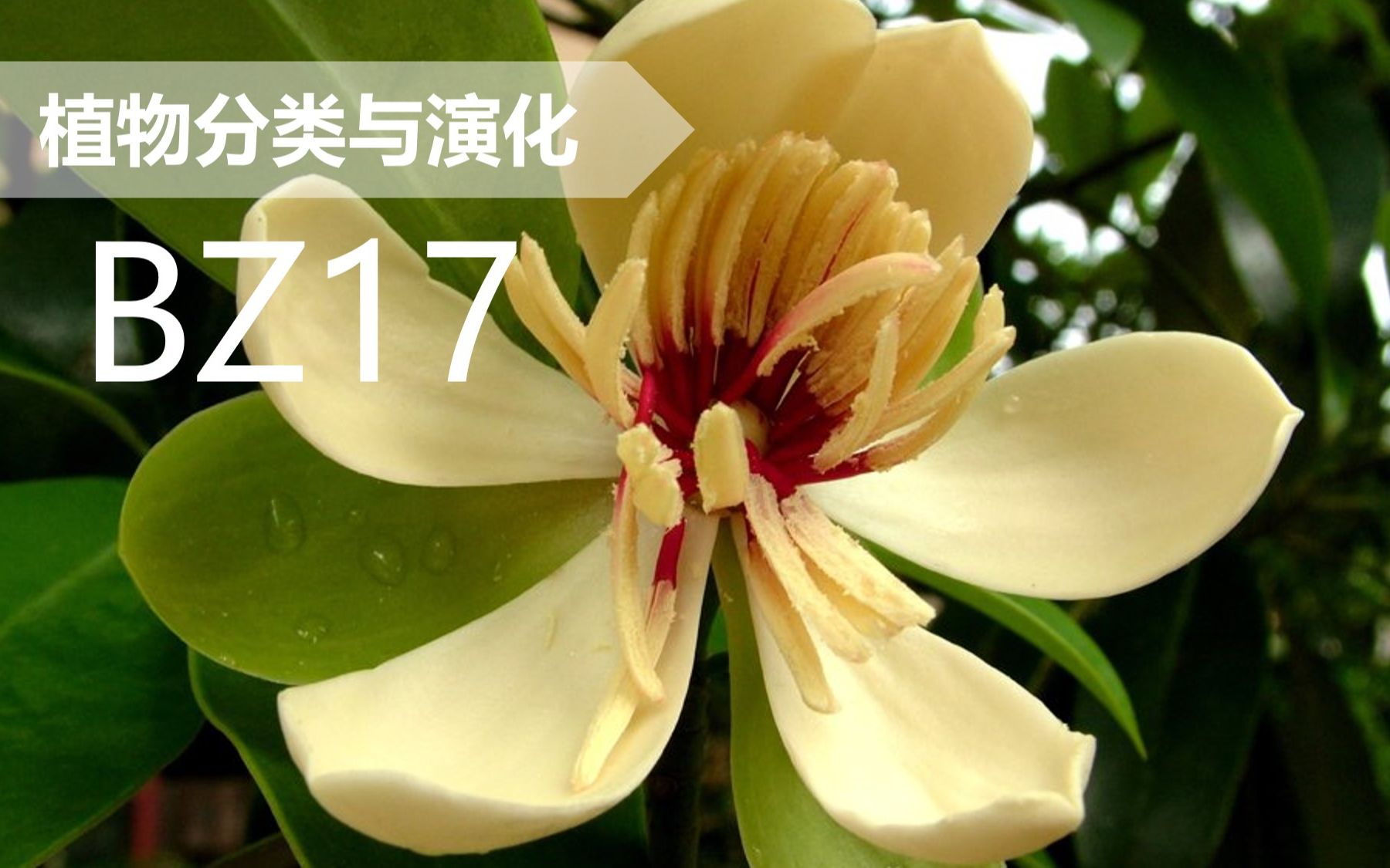 【植物分类与系统发育】BZ17 木兰目 木兰科 拟单性木兰属哔哩哔哩bilibili