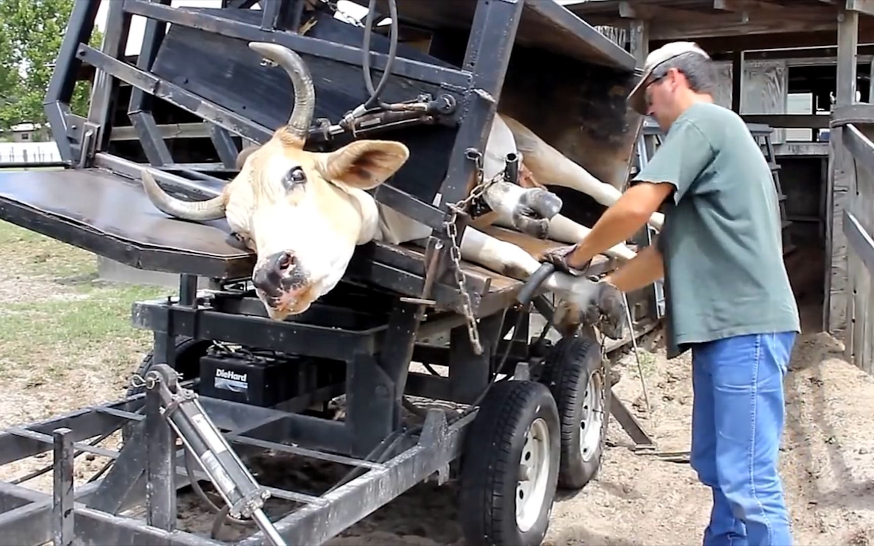 牛儿被迫侧躺"上刑",满脸都是惊恐,牛:救命啊!杀牛了呀!