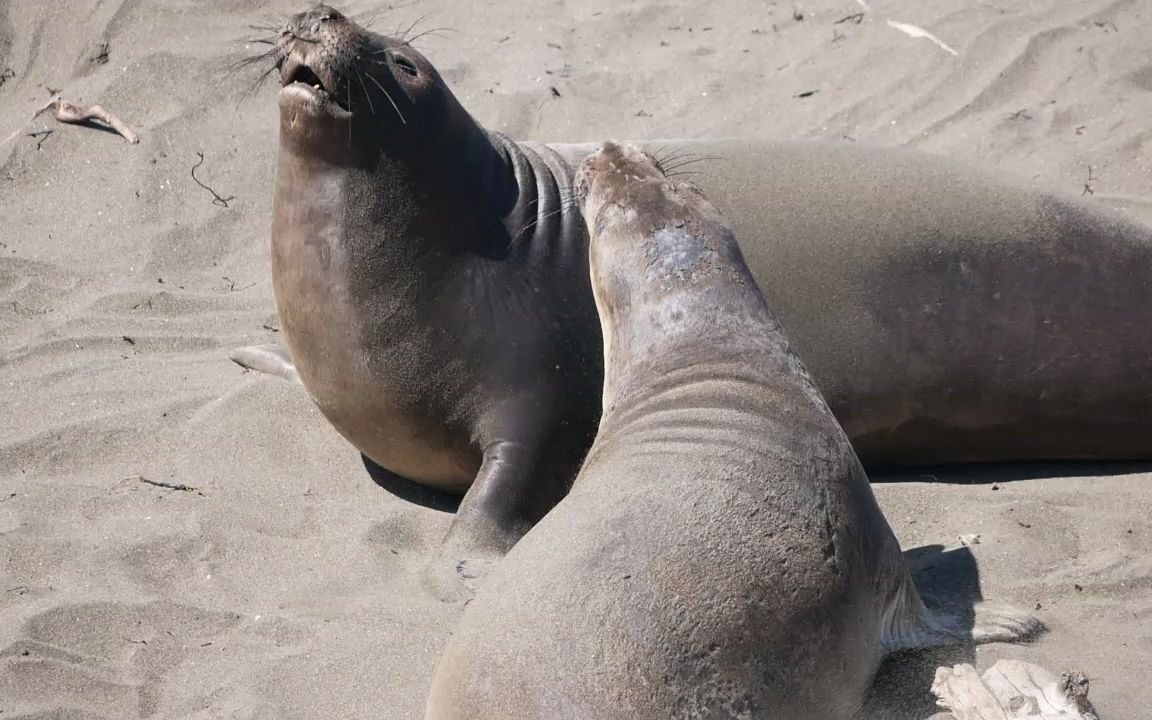 加利福尼亚州--1号公路边的野生海狮 (elephant seal vista point)