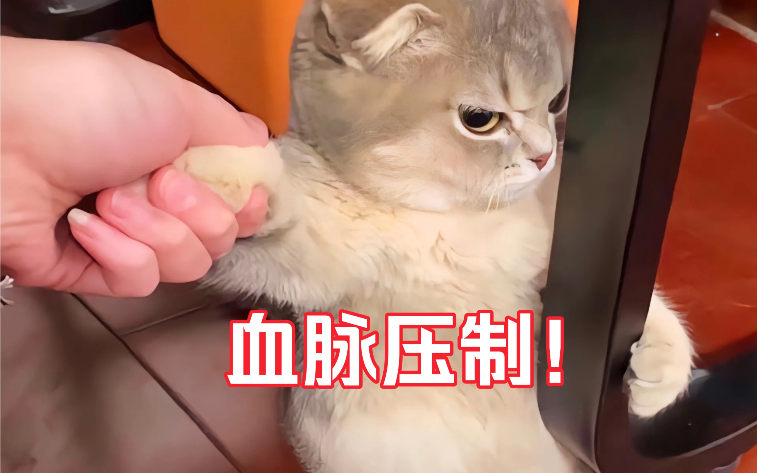 [图]猫：小鼠鼠这就叫血脉压制！