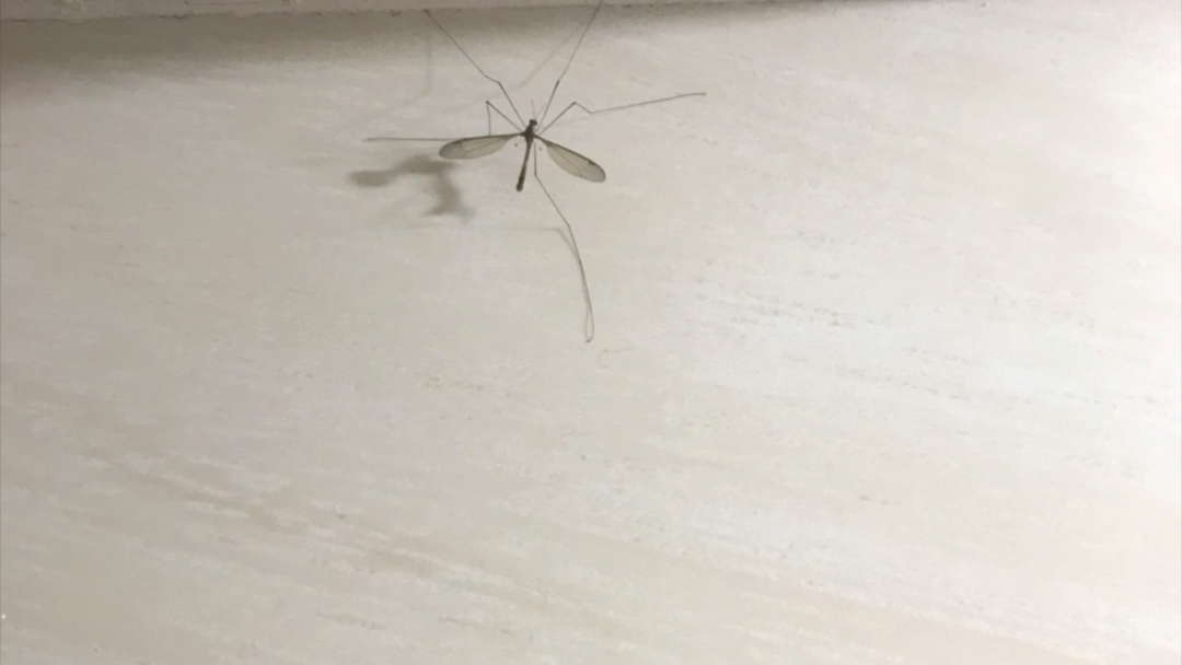 谁家蚊子腿怎么长