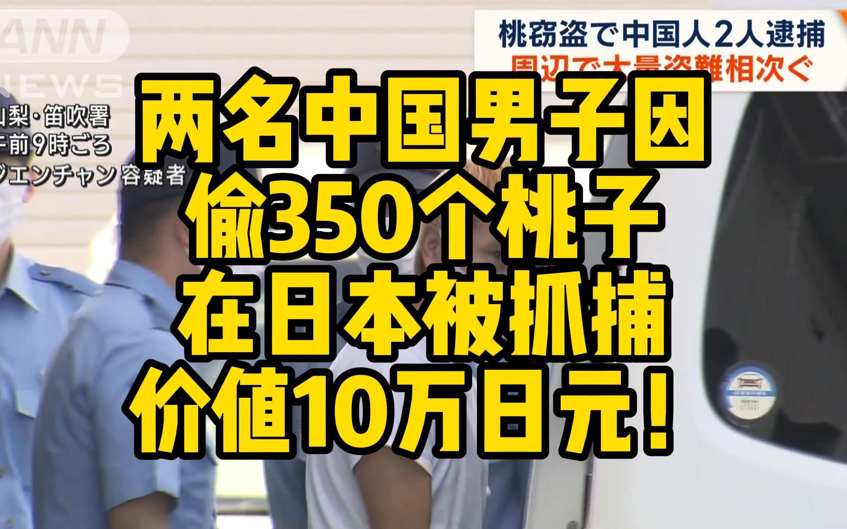 [图]两名中国男子 因偷350个桃子 在日本被抓捕 价值10万日元！