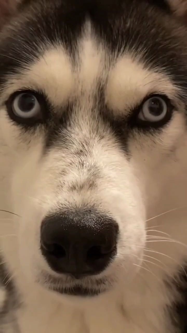 我的天哪,瞧瞧这充满智慧的眼神