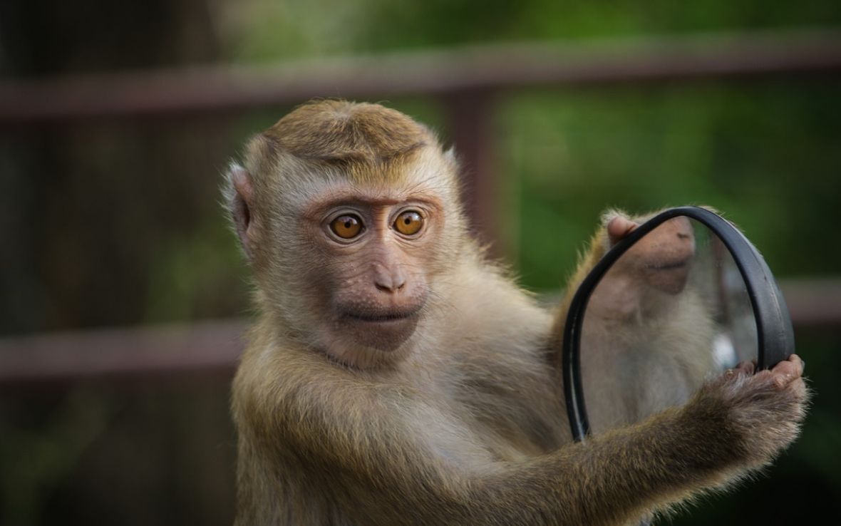 聪明的傻子小猴猴开雪碧