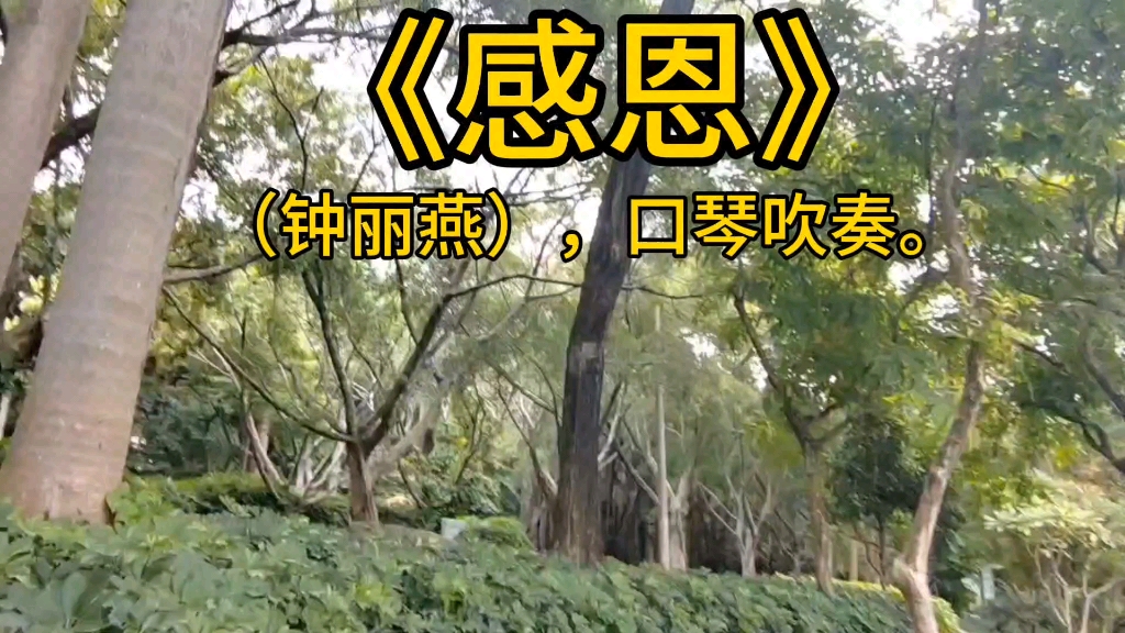 《感恩》(钟丽燕),口琴吹奏.