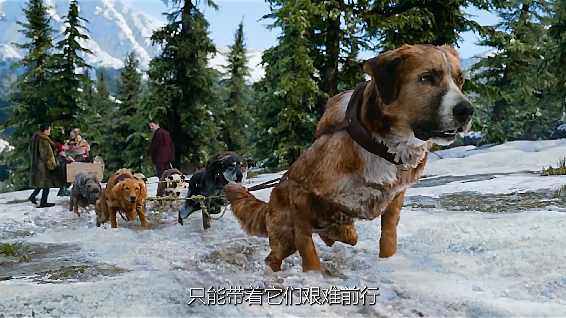 哈士奇雪橇犬电影图片