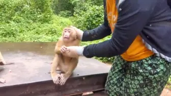 下载视频: 猴宝被放生一直在哭闹，女主人耐心安抚