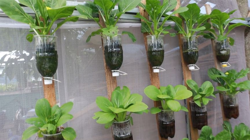 家里可乐瓶别再扔了,手把手教你在家用瓶子种青菜,既简单又有趣