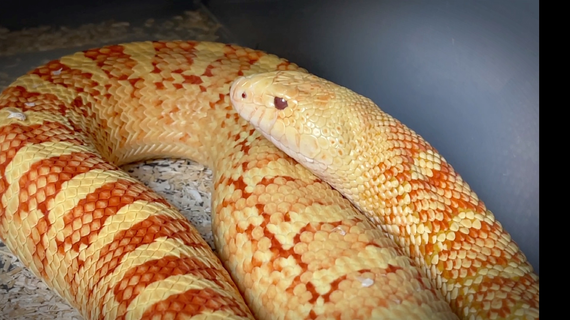 牛蛇冬化即将结束,开始升温