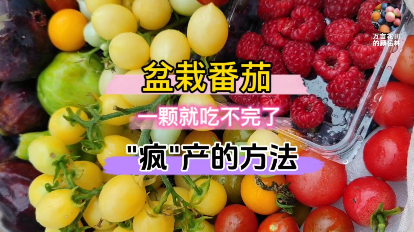 盆栽番茄这样去种植,花多果多还省心,根本吃不完哔哩哔哩bilibili